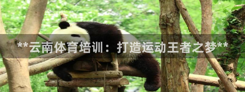 耀世娱乐挂机：**云南体育培训：打造运动王者之梦**